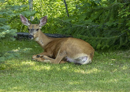 brown deer lying on green grass thumbnail