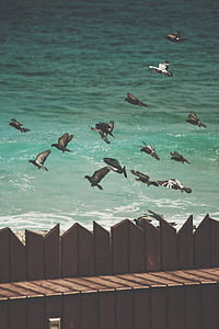 flock of birds in flight above brown dock thumbnail