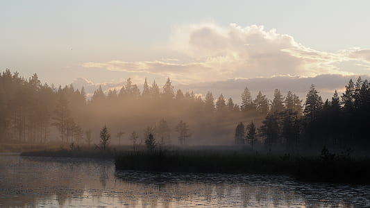 green pine tree cover of fog thumbnail