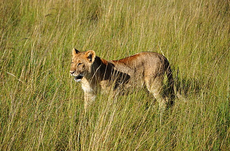 lioness standing green grass field thumbnail