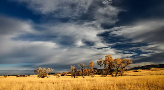 brown leaf trees surrounded by brown grass field at daytime thumbnail