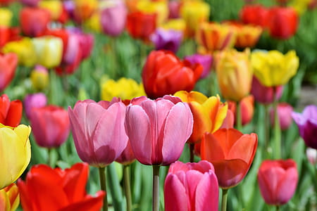 tulips field thumbnail