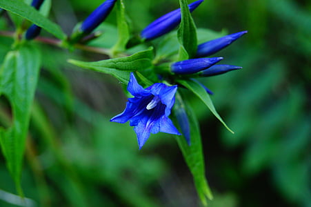 macro photography of blue flowers thumbnail
