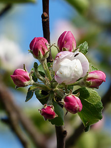 closeup photo of apple blossoms at daytime thumbnail