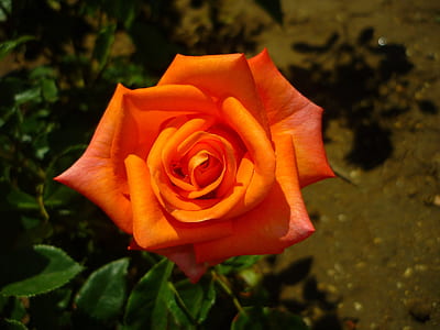 red flower thumbnail