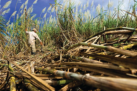 man standing in corn field during daytime thumbnail