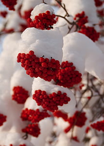 close-up photography of round red fruits thumbnail