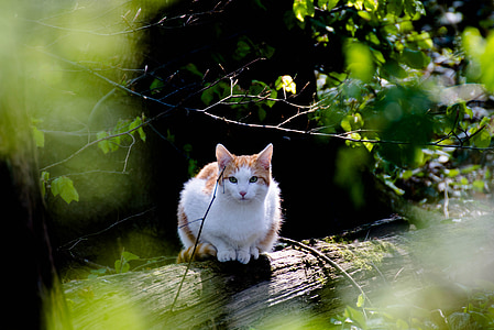 orange tabby cat on wood log thumbnail