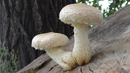 beige mushrooms on wooden surface thumbnail