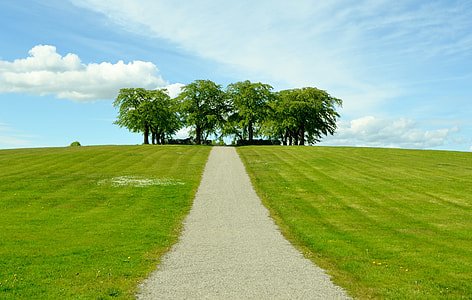 landscape photography of pathway and trees at the end thumbnail