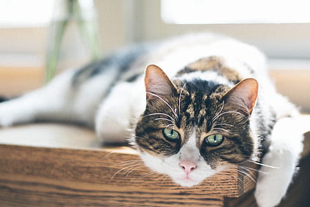 selective focus photography of brown and white cat lying on table thumbnail