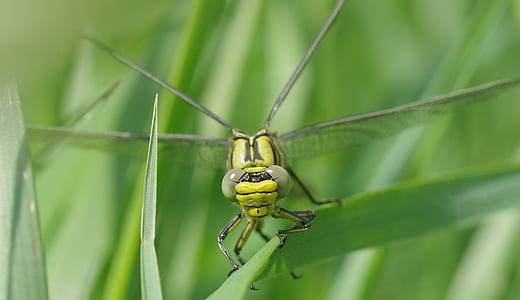 shallow focus photography of green dragonfly thumbnail