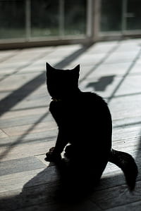 silhouette photography of a cat thumbnail