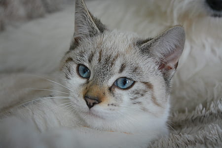 closeup photo of white and gray cat thumbnail