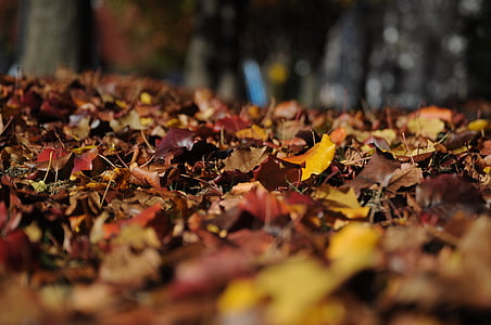 leaf litter on ground selective photography during daytime thumbnail