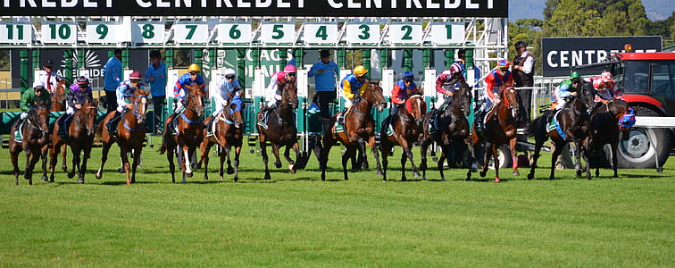 group of brown horse running on green grass field thumbnail