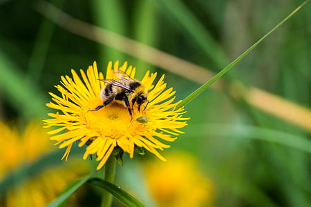 bee on yellow petaled flower thumbnail
