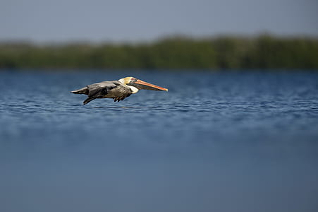 flying pelican near body of water thumbnail