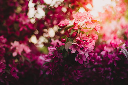 closeup photography of pink petaled flowers thumbnail