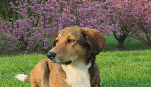 short-coated brown and white dog on green grass field near pink petaled flower trees thumbnail