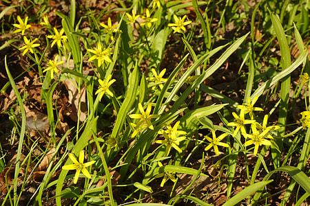 Forest - Yellow Star, Gagea Lutea thumbnail