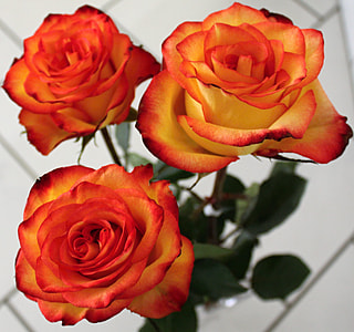 close up photo of three red and orange roses thumbnail