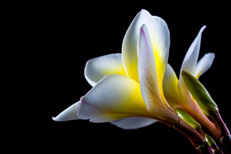 focused photo of whit and yellow flower thumbnail