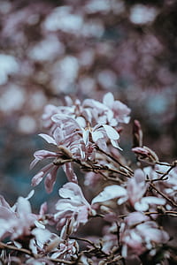 shallow focus photography of white flowers thumbnail