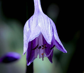 purple campanula flower in bloom close up photo thumbnail