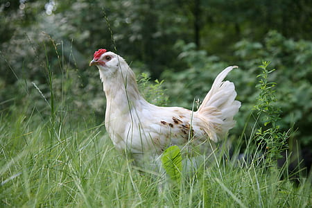 bird, agriculture, farm, chicken thumbnail