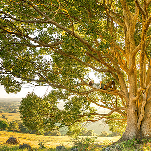 person lying in green leaf tree trunk thumbnail