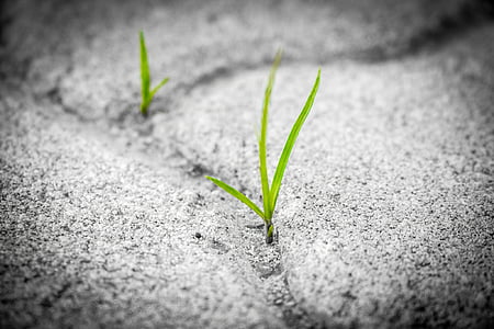 green leaf plant during daytime thumbnail