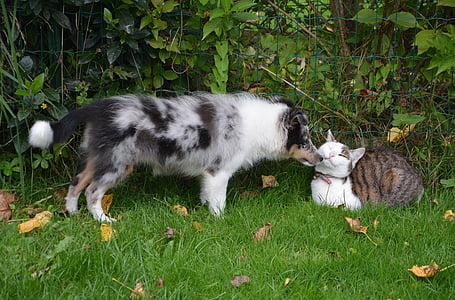 short-coated black and white dog beside short-fur black and white cat thumbnail