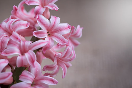 pink and white flowers in shallow focus thumbnail