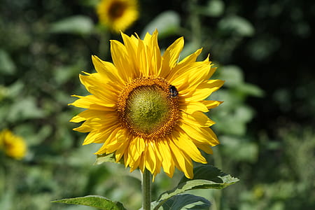 shallow photography of daisy flower thumbnail