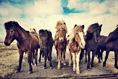 brown and black horse on gray field under white clouds and blue sky thumbnail