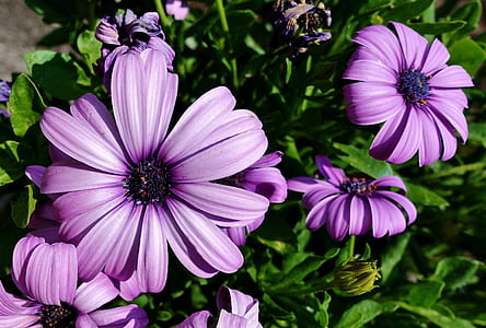 purple osteospermum flowers thumbnail
