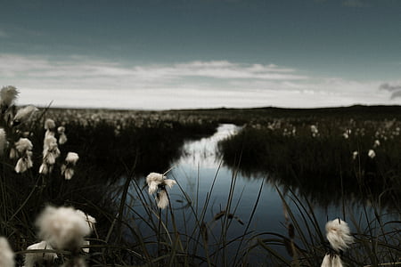 closeup photo of white petaled flower beside body of water thumbnail