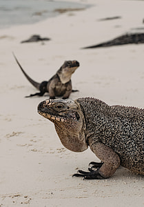 komodo dragon on sand thumbnail