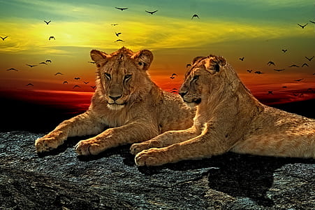 two brown tigers thumbnail