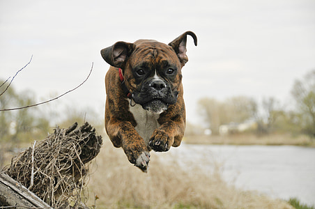 brown brindle and white boxer dog jumping during daytime thumbnail