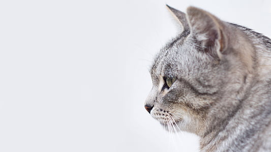 silver tabby cat thumbnail