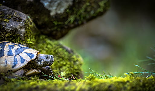 selective focus gray and blue turtle thumbnail