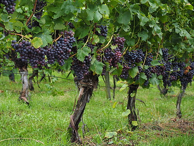 photography of grapes farm at daytime thumbnail