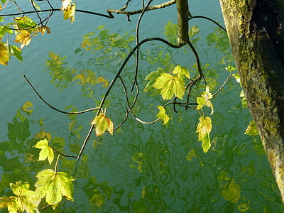 close-up photography of yellow maple leaves reflecting on body of water during daytime thumbnail