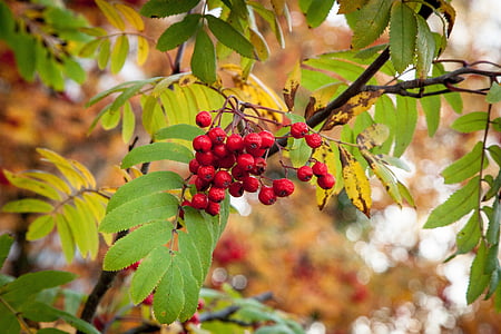 red berries thumbnail