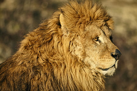 photo of brown lion thumbnail