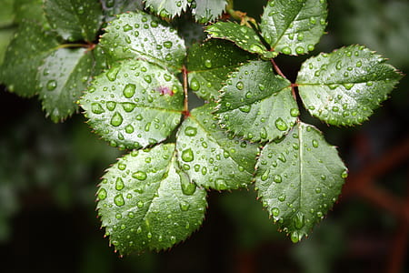 nature, leaf, raindrops, close-up thumbnail