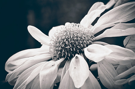 grayscale photo of flower with tiny buds thumbnail