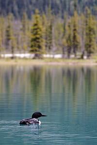 photography of common loon on body of water during daytime thumbnail